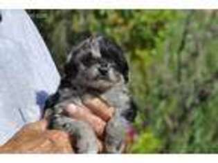 Mutt Puppy for sale in Monona, IA, USA