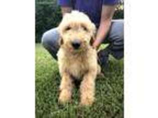 Goldendoodle Puppy for sale in Garrison, TX, USA