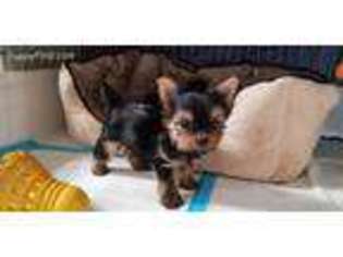 Yorkshire Terrier Puppy for sale in Dallas, TX, USA