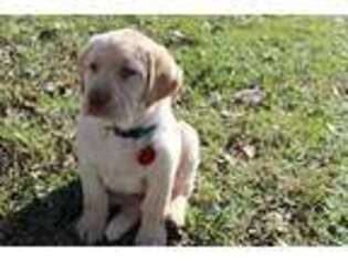 Labrador Retriever Puppy for sale in Suffolk, VA, USA