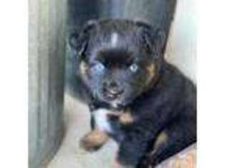 Miniature Australian Shepherd Puppy for sale in Plantersville, TX, USA