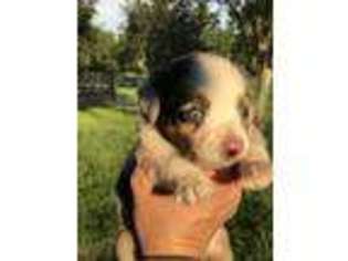 Miniature Australian Shepherd Puppy for sale in Arcadia, FL, USA
