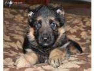 German Shepherd Dog Puppy for sale in Payson, AZ, USA