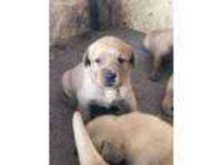 Labrador Retriever Puppy for sale in Cairo, MO, USA