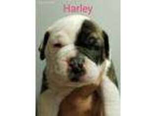 American Bulldog Puppy for sale in Valatie, NY, USA