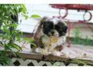 Mal-Shi Puppy for sale in Jefferson, SD, USA