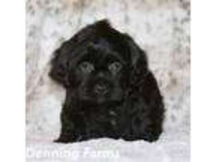 Shih-Poo Puppy for sale in Houghton, IA, USA