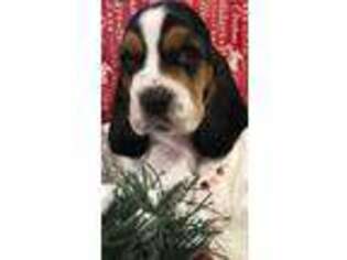Basset Hound Puppy for sale in Ansonia, CT, USA