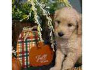 Goldendoodle Puppy for sale in Rehoboth, MA, USA
