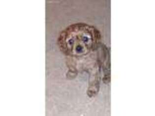 Cavalier King Charles Spaniel Puppy for sale in Port Orchard, WA, USA