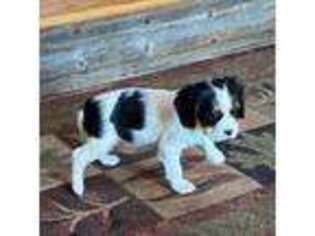 Cavalier King Charles Spaniel Puppy for sale in Remer, MN, USA