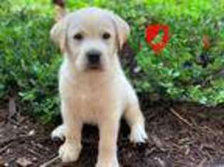 Labradoodle Puppy for sale in Palm Beach, FL, USA