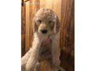 Goldendoodle Puppy for sale in Youngstown, FL, USA