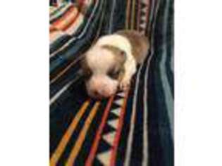 Pembroke Welsh Corgi Puppy for sale in Pleasant Plains, AR, USA