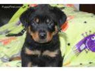 Rottweiler Puppy for sale in Princeton, WV, USA