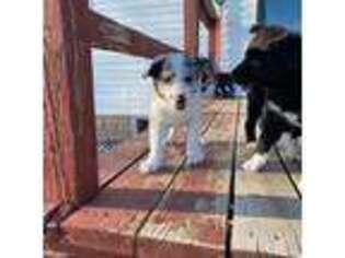 Border Collie Puppy for sale in Ringle, WI, USA