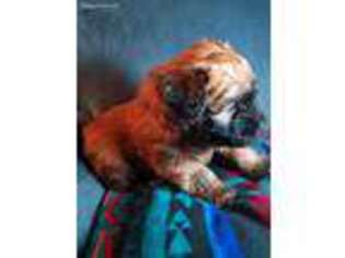 Soft Coated Wheaten Terrier Puppy for sale in Vader, WA, USA