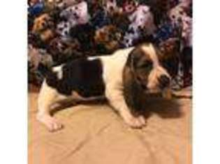 Medium Photo #1 Basset Hound Puppy For Sale in Longton, KS, USA