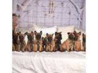 Belgian Malinois Puppy for sale in Amarillo, TX, USA
