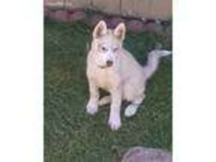 Siberian Husky Puppy for sale in Yakima, WA, USA