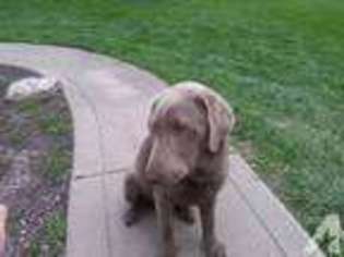Labrador Retriever Puppy for sale in GOSHEN, OH, USA