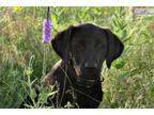 Labrador Retriever Puppy for sale in North Platte, NE, USA