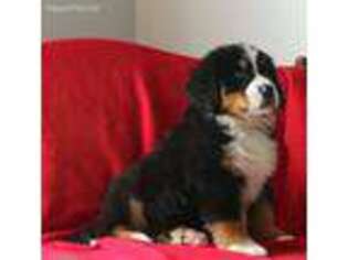 Bernese Mountain Dog Puppy for sale in Auburn, IN, USA