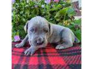 Cane Corso Puppy for sale in Ishpeming, MI, USA
