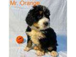 Mutt Puppy for sale in Williamston, MI, USA