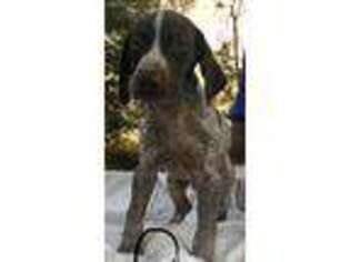 German Shorthaired Pointer Puppy for sale in Chauncey, GA, USA