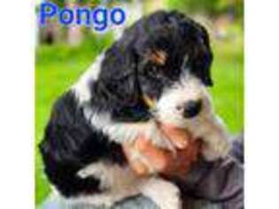 Mutt Puppy for sale in Caldwell, ID, USA
