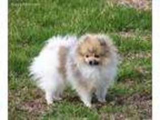 Pomeranian Puppy for sale in Miller, MO, USA