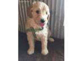 Goldendoodle Puppy for sale in Vincennes, IN, USA