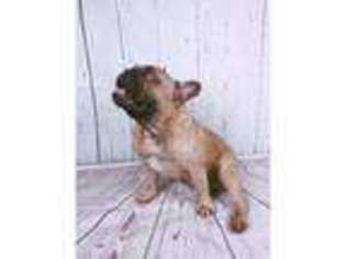 French Bulldog Puppy for sale in Porthcawl, Mid Glamorgan (Wales), United Kingdom