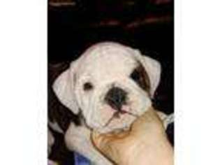 Bulldog Puppy for sale in Elizabeth City, NC, USA