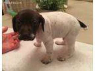 German Shorthaired Pointer Puppy for sale in Montgomery, AL, USA