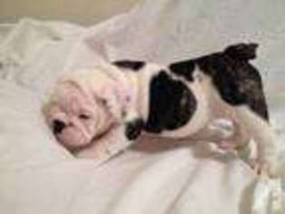Bulldog Puppy for sale in AVONDALE, CO, USA