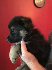 German Shepherd Dog Puppy for sale in Irmo, SC, USA