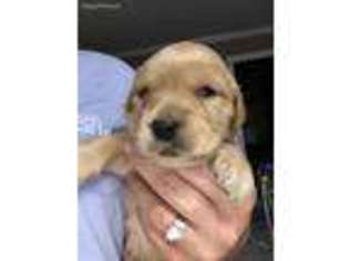 Golden Retriever Puppy for sale in Climax, NC, USA