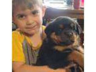 Rottweiler Puppy for sale in Fife Lake, MI, USA