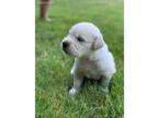 Mutt Puppy for sale in Ellington, CT, USA
