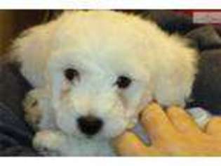 Bichon Frise Puppy for sale in Portland, OR, USA
