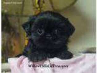 Mutt Puppy for sale in Menomonie, WI, USA