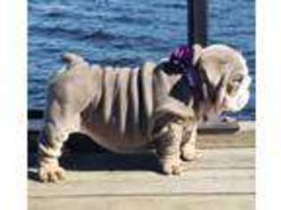 Bulldog Puppy for sale in Marshall, TX, USA