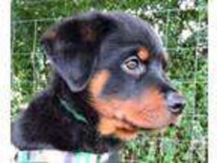 Rottweiler Puppy for sale in OZONE, TN, USA