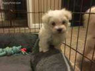 Maltese Puppy for sale in Glasgow, MT, USA