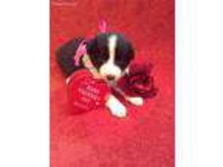Border Collie Puppy for sale in Waco, TX, USA