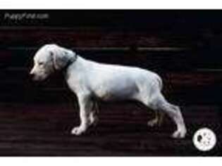 Dogo Argentino Puppy for sale in Memphis, TN, USA