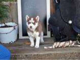 Siberian Husky Puppy for sale in Trinidad, CO, USA