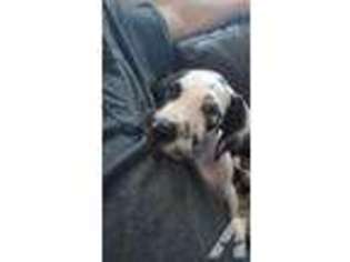 Great Dane Puppy for sale in BRADENTON, FL, USA